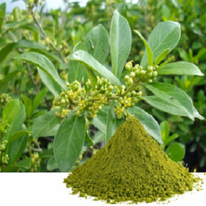 Экстракт Gymnema Sylvestre